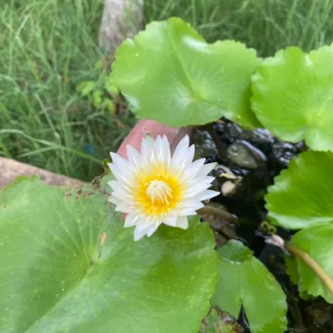 First watet polo club in hcmc