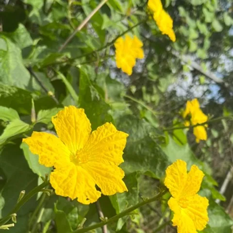 Ngan1538 club II 💥